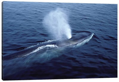 Fin Whale In The Gulf Of Maine, North Atlantic Ocean Canvas Art Print