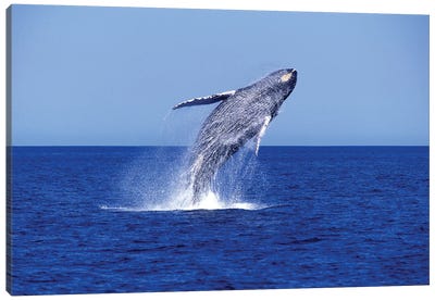 Humpback Whale Breaching In The Lower Gulf Of California, Mexico Canvas Art Print