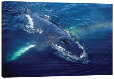Humpback Whale Resting In The Gulf Of Maine, Atlantic Ocean Canvas Art Print - Stocktrek Images