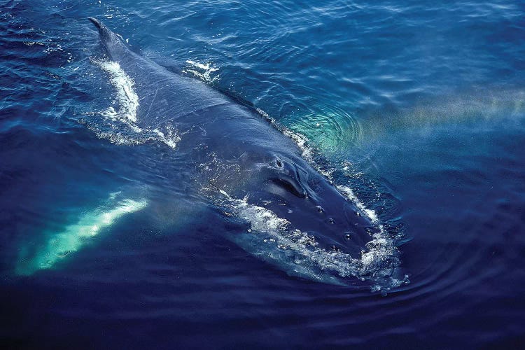 Humpback Whale Resting In The Gulf Of Maine, Atlantic Ocean