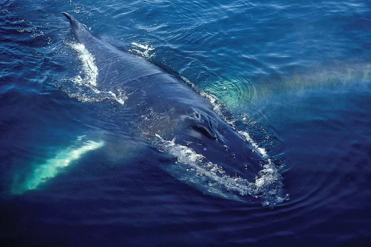 Humpback Whale Resting In The Gulf Of Maine, Atlantic Ocean by VWPics wall art