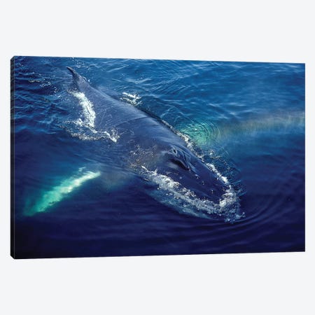Humpback Whale Resting In The Gulf Of Maine, Atlantic Ocean Canvas Print #TRK2182} by VWPics Canvas Art Print