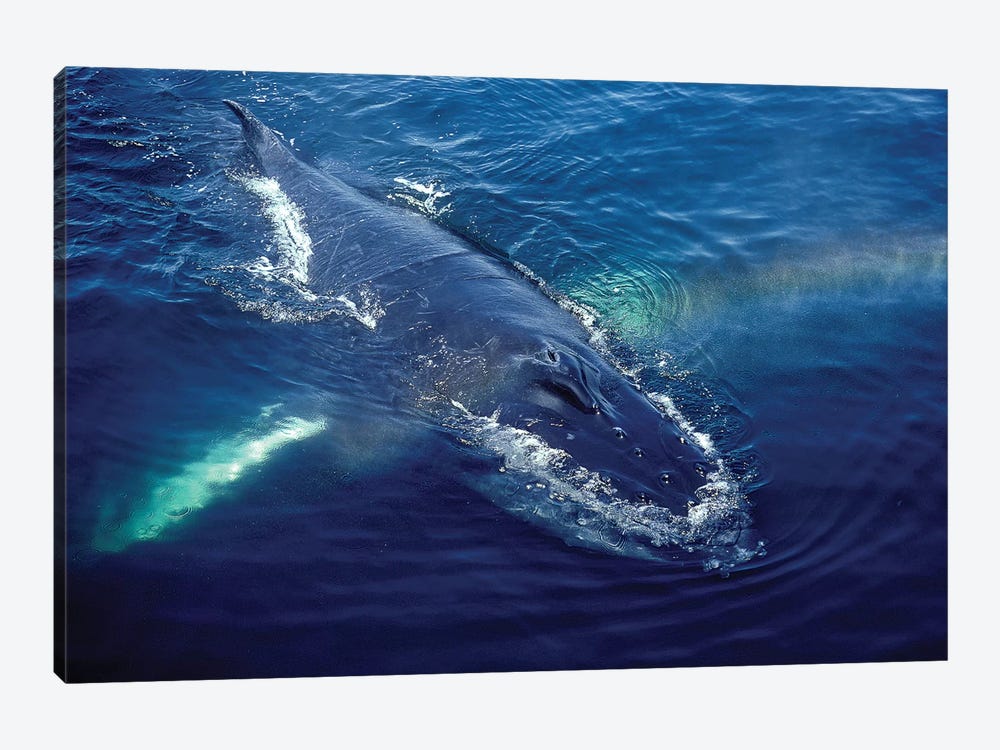 Humpback Whale Resting In The Gulf Of Maine, Atlantic Ocean by VWPics 1-piece Canvas Wall Art