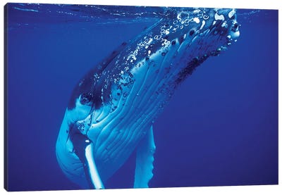 Humpback Whale, Tonga Islands, South Pacific Canvas Art Print
