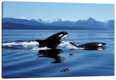 Killer Whales Breaching In Icy Strait, Southeast Alaska Canvas Art Print - Orca Whale Art