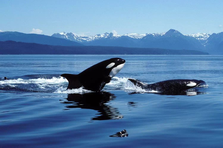 Killer Whales Breaching In Icy Strait, Southeast Alaska