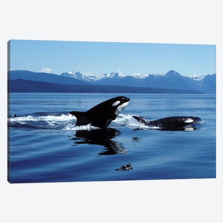 Killer Whales Breaching In Icy Strait, Southeast Alaska Canvas Print #TRK2186} by VWPics Canvas Wall Art