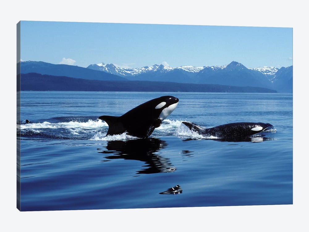 Killer Whales Breaching In Icy Strait, Southeast Alaska by VWPics 1-piece Canvas Wall Art