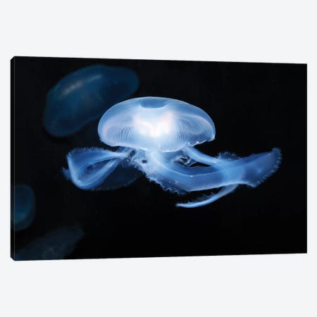Moon Jellyfish (Aurelia Aurita) Canvas Print #TRK2188} by VWPics Canvas Art Print