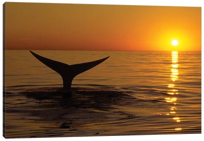 Northern Right Whale At Sunset In The Bay Of Fundy, New Brunswick, Canada Canvas Art Print