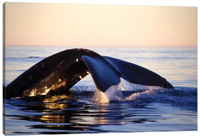 Northern Right Whale, Late Afternoon, Bay Of Fundy, New Brunswick, Canada Canvas Art Print