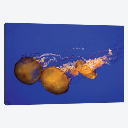 Pacific Sea Nettle (Chrysaora Melanaster) I Canvas Print #TRK2191} by VWPics Canvas Artwork