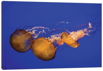 Pacific Sea Nettle (Chrysaora Melanaster) I Canvas Art Print