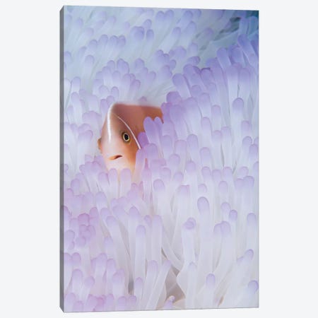 Pink Anemonefish In A Bleached Magnificent Sea Anemone Canvas Print #TRK2193} by VWPics Canvas Wall Art