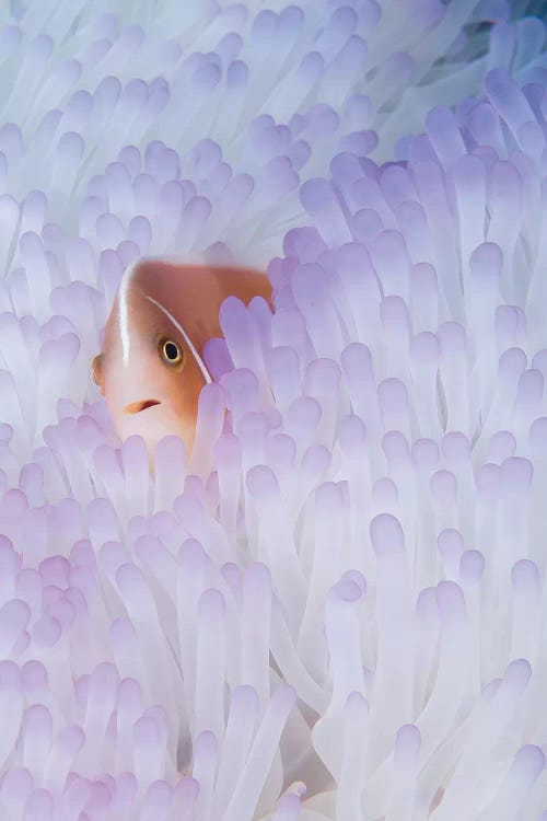 Pink Anemonefish In A Bleached Magnificent Sea Anemone