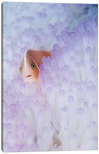 Pink Anemonefish In A Bleached Magnificent Sea Anemone Canvas Art Print
