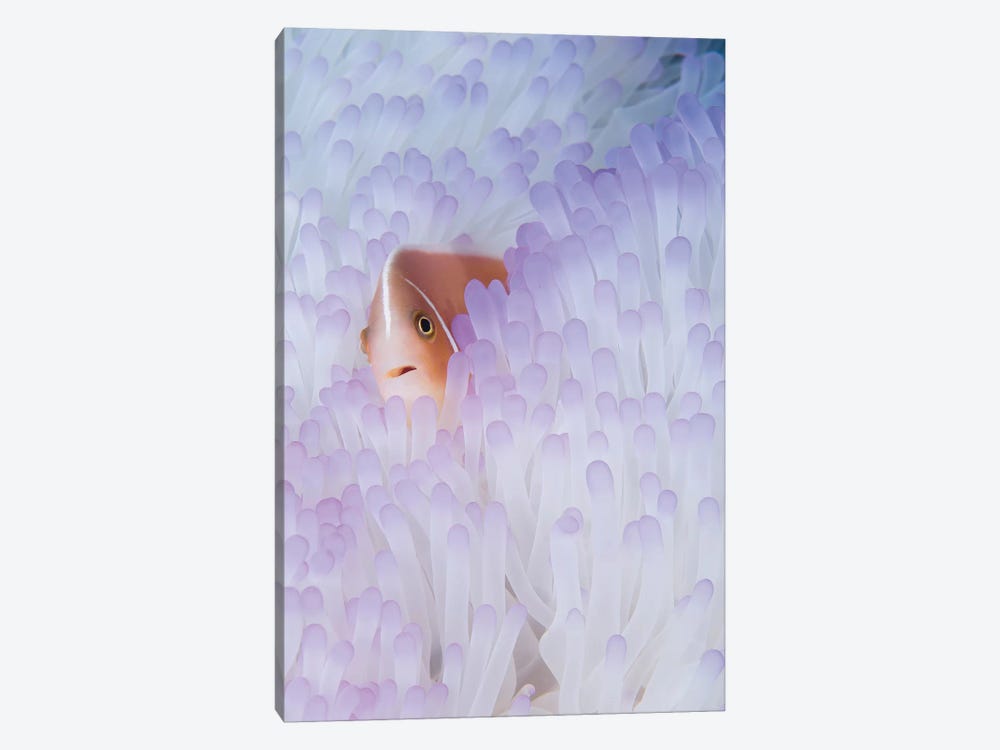 Pink Anemonefish In A Bleached Magnificent Sea Anemone by VWPics 1-piece Canvas Art