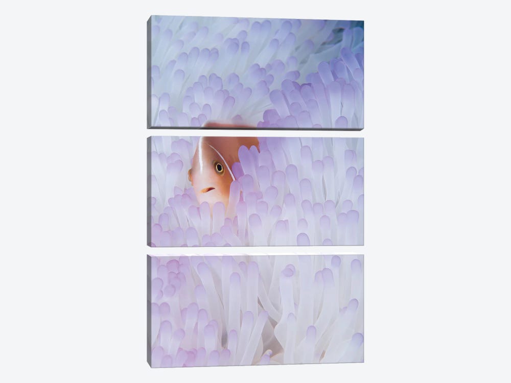 Pink Anemonefish In A Bleached Magnificent Sea Anemone by VWPics 3-piece Canvas Artwork