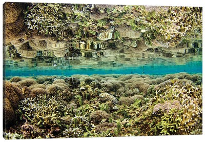 Reflection Of A Hard Coral Garden, Maluku Region, Indonesia Canvas Art Print