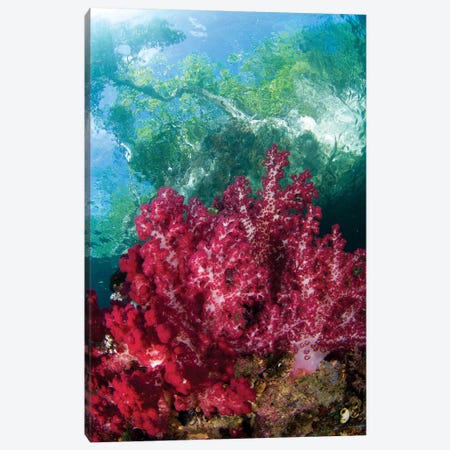 Soft Coral Grows In The Shallows Under The Mangroves In Raja Ampat, Indonesia Canvas Print #TRK2197} by VWPics Art Print