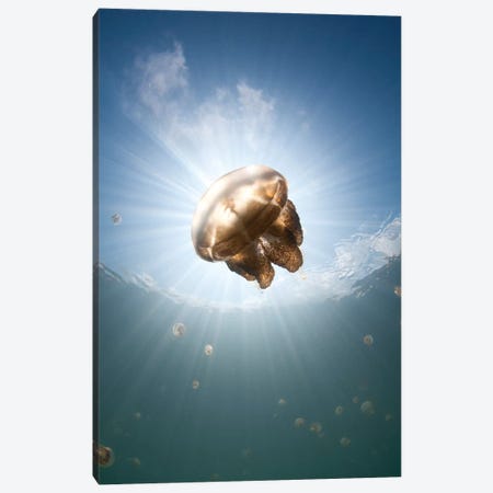 Sunrays Illuminate A Jellyfish, Kakaban Island, Indonesia Canvas Print #TRK2199} by VWPics Canvas Art