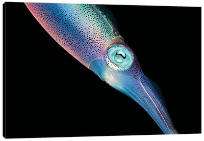 The Caribbean Reef Squid In Shallow Near Shore Water Of The Caribbean Canvas Art Print - Squid