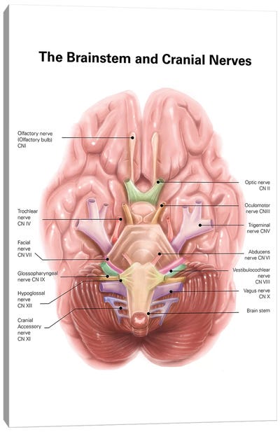 Anatomy Of Human Brain Stem And Cranial Nerves Canvas Art Print