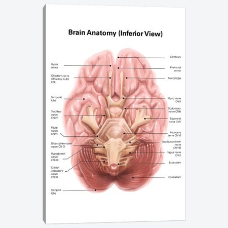 Anatomy Of Human Brain, Inferior View Canvas Print #TRK2209} by Alan Gesek Canvas Artwork