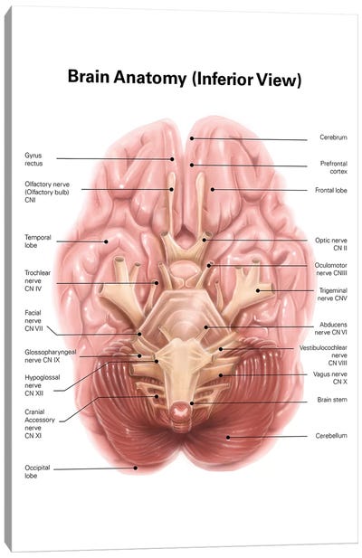 Anatomy Of Human Brain, Inferior View Canvas Art Print
