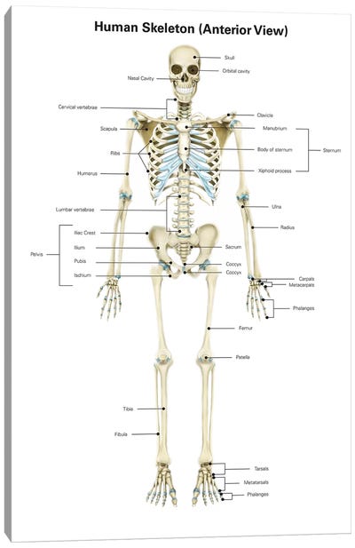 Anterior View Of Human Skeletal System, With Labels Canvas Art Print - Stocktrek Images