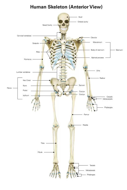 Anterior View Of Human Skeletal System, With Labels