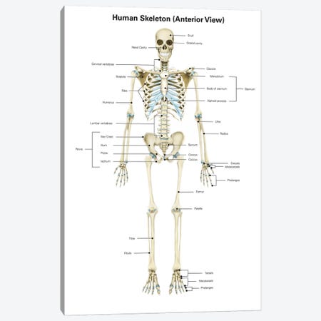 Anterior View Of Human Skeletal System, With Labels Canvas Print #TRK2210} by Alan Gesek Art Print