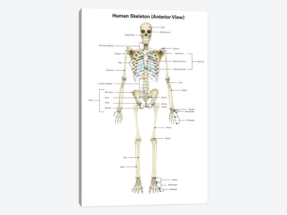 Anterior View Of Human Skeletal System, With Labels by Alan Gesek 1-piece Art Print