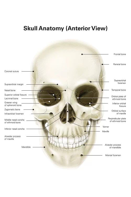Size and Frame Options Human Anatomical Skull Bones Wall Art Print Decor 