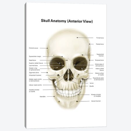 Anterior View Of Human Skull, With Labels Canvas Print #TRK2211} by Alan Gesek Art Print
