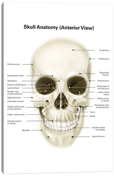 Anterior View Of Human Skull, With Labels Canvas Art Print