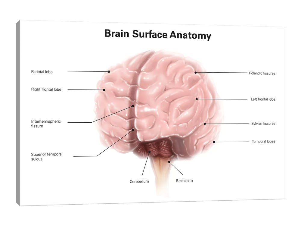brain diagram for kids printable