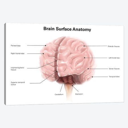 Brain Surface Anatomy, With Labels Canvas Print #TRK2214} by Alan Gesek Canvas Art
