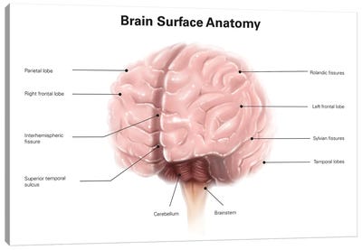 Brain Surface Anatomy, With Labels Canvas Art Print