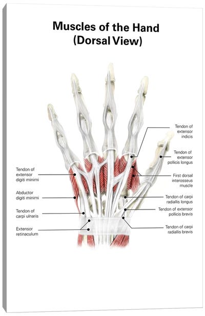 Digital Illustration Of Muscles Of The Hand, Dorsal View (No Labels) Canvas Art Print