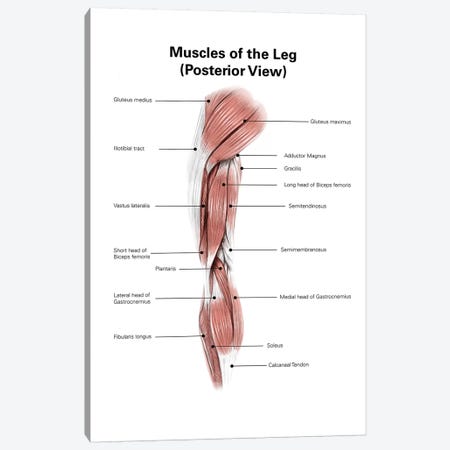 Digital Illustration Of The Posterior Muscles Of The Leg Canvas Print #TRK2219} by Alan Gesek Canvas Print