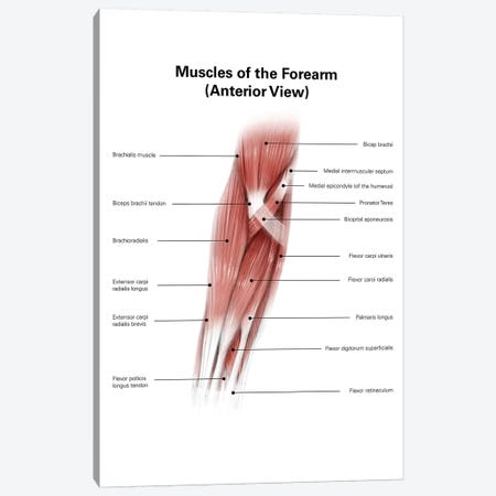 Diigital Illustration Of Muscles Of The Forearm, Anterior View Canvas Print #TRK2220} by Alan Gesek Canvas Art