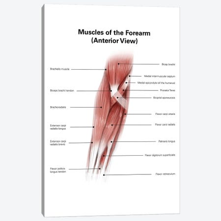 Human Anatomy Showing Deep Muscles In - Canvas Art ...