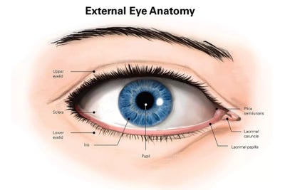 External Anatomy Of The Human Eye (With Labels) C... Alan Gesek iCanvas