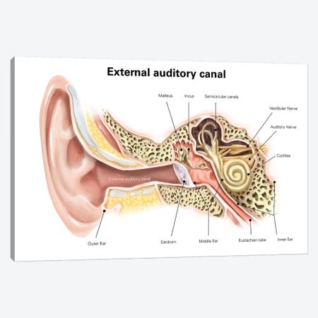 External Auditory Canal Of Human Ear (With Labels) Canvas Print #TRK2222} by Alan Gesek Canvas Wall Art