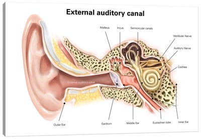 External Auditory Canal Of Human Ear (With Labels) Canvas Art Print