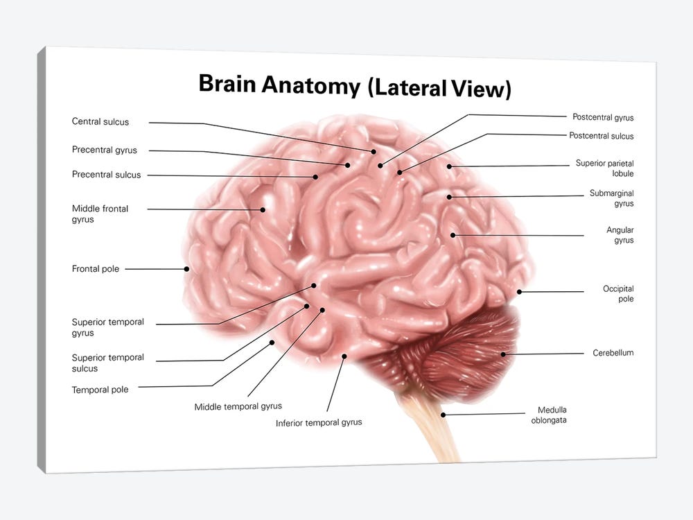 lateral view of the human brain