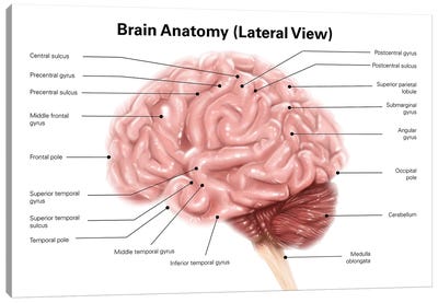 Human Brain Anatomy, Lateral View Canvas Art Print