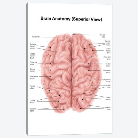 Human Brain Anatomy, Superior View Canvas Print #TRK2224} by Alan Gesek Canvas Print