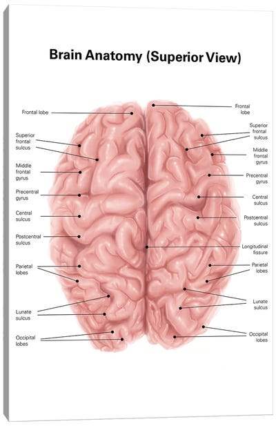 Human Brain Anatomy, Superior View Canvas Art Print